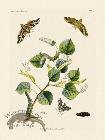 Wilkes Butterflies 004